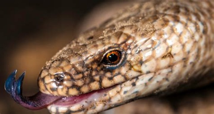 Do slow worms have forked tongues?