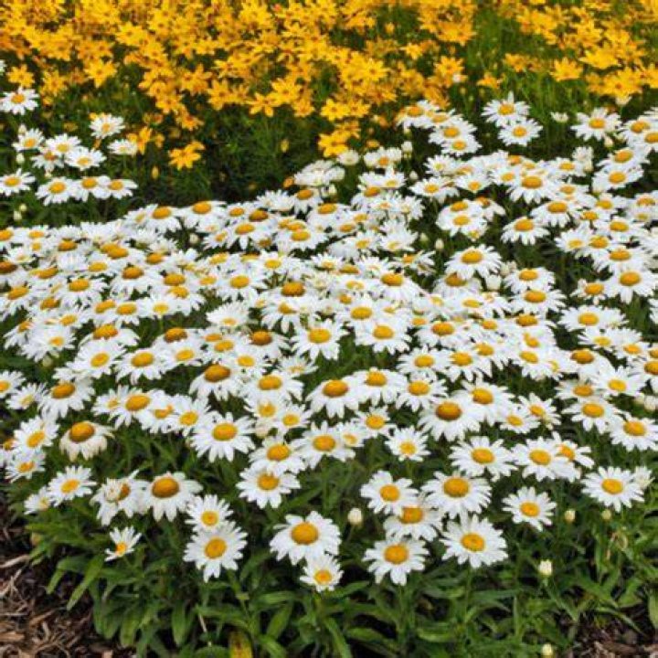 Do snowcap shasta daisies spread?