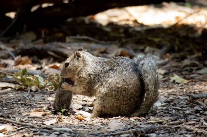 Do squirrels eat galls?