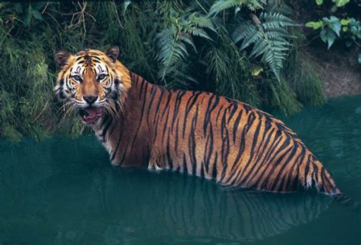 Do sumatran tigers like water?