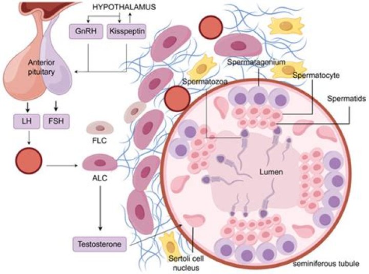 Do sustentacular cells secrete testosterone?