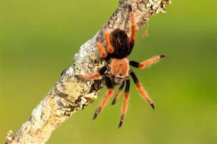 Do tarantulas spawn on bamboo island?