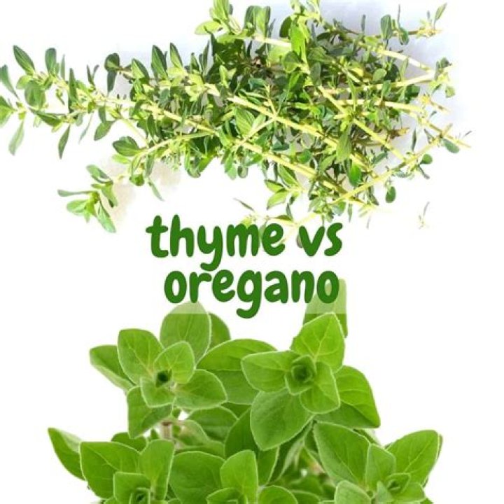 Do thyme and oregano go together?