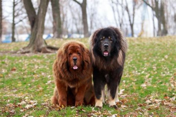 Do tibetan mastiffs shed?