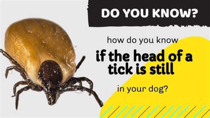 Do ticks fall off on their own?