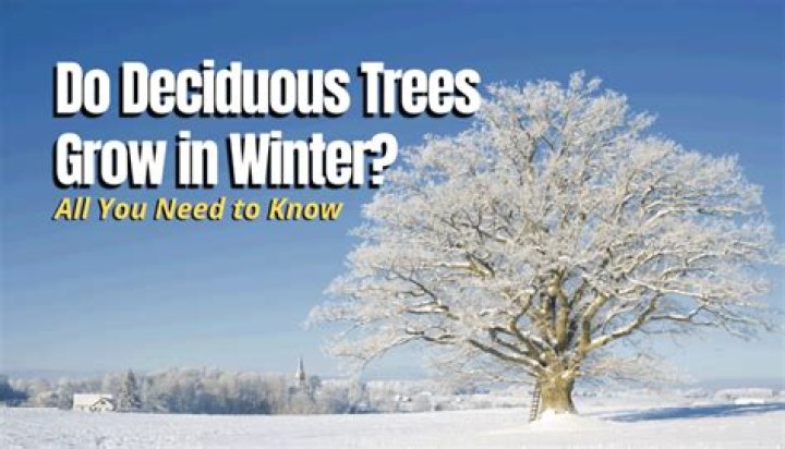 Do trees grow in winter sdv?