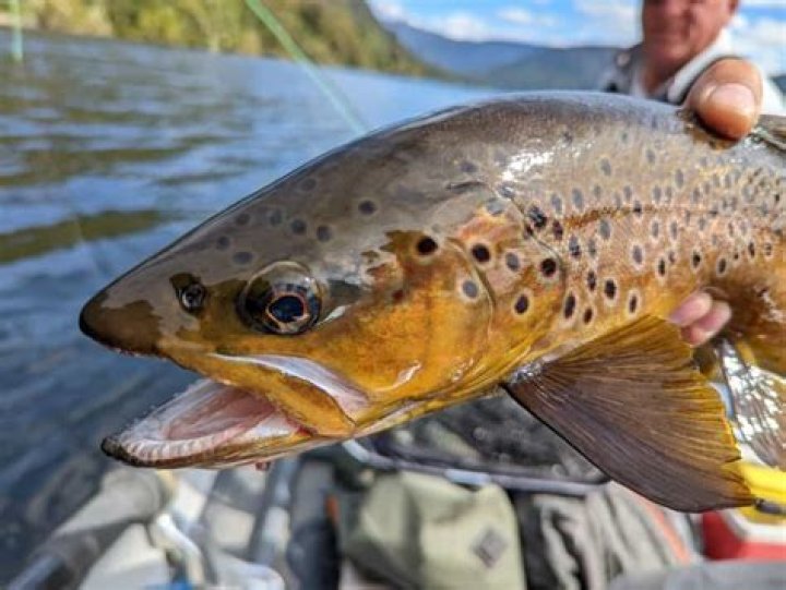 Do trout have limbs?