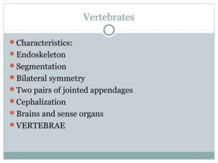 Do vertebrates have segmentation?