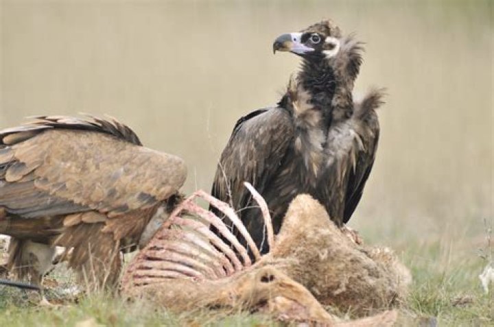 Do vultures have anuses?