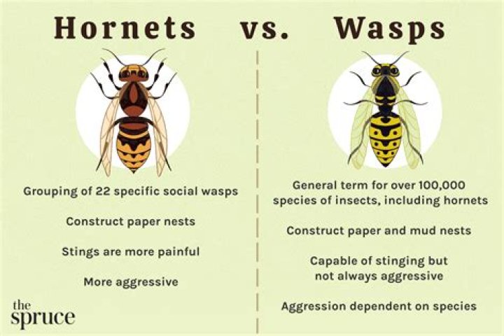 Do wasp stings itch?