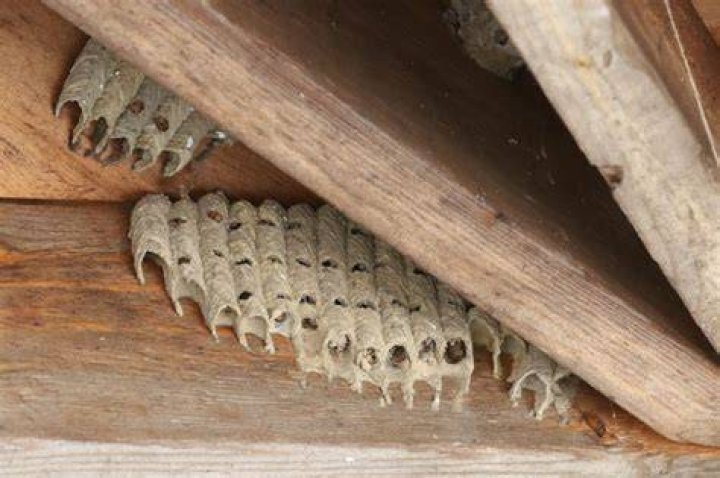 Do wasps make galls?