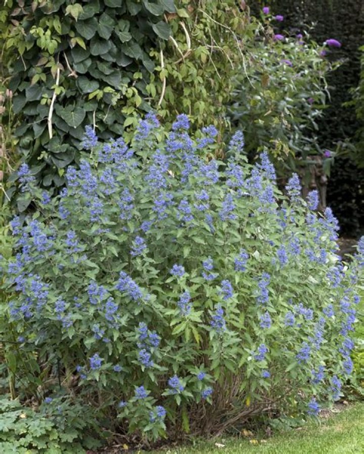 Do you prune caryopteris?