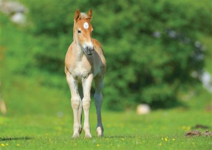 Do you wean foals?