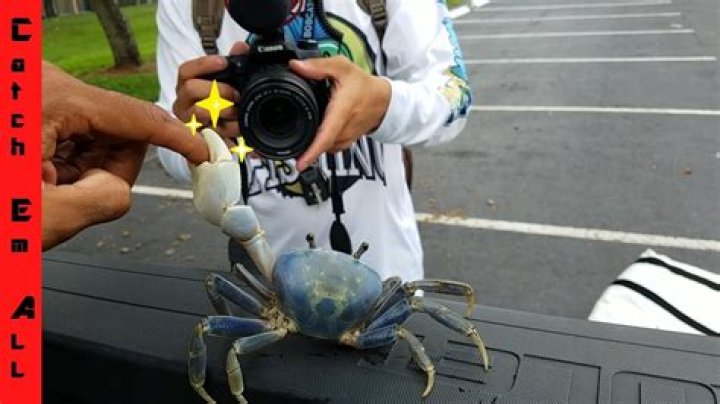 Does a crab pinch hurt?
