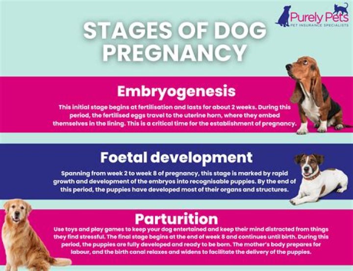 Does a dog have afterbirth?