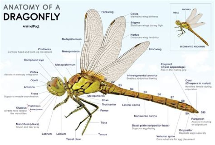Does a dragonfly have legs?