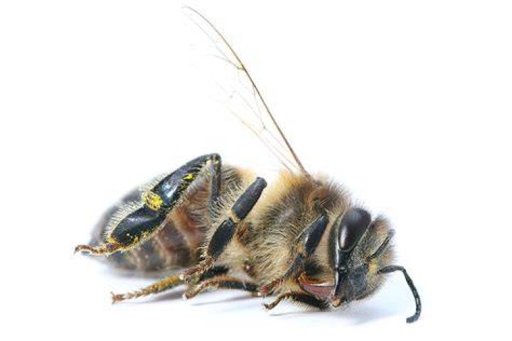 Does a honey bee hurt?