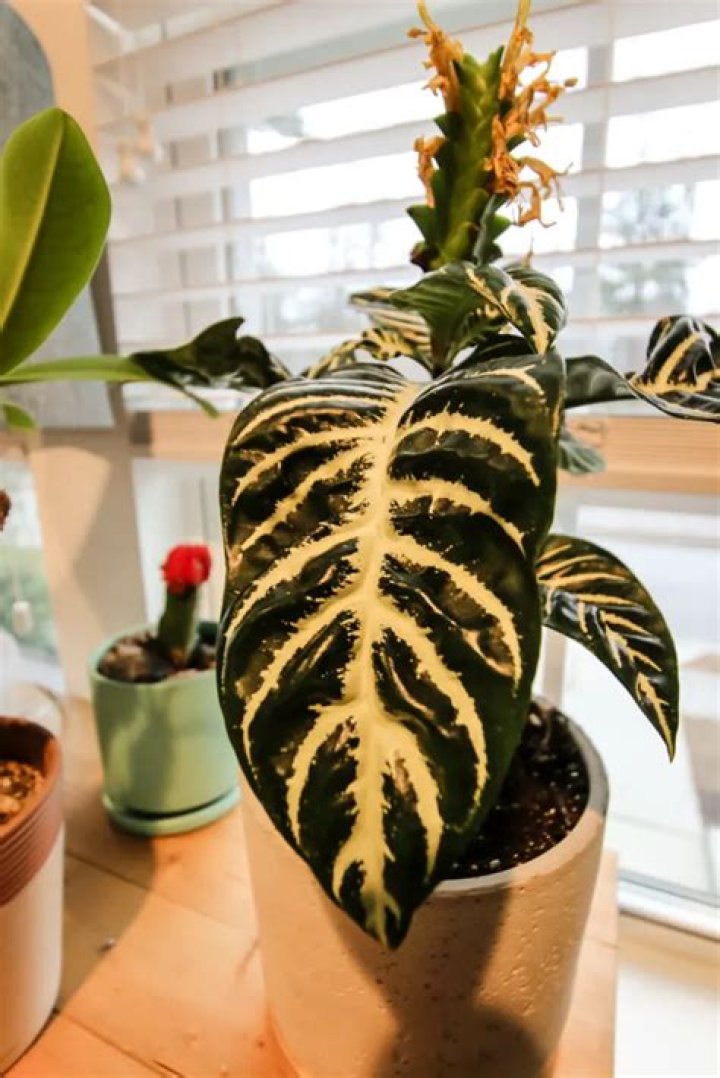Does a zebra plant flower?
