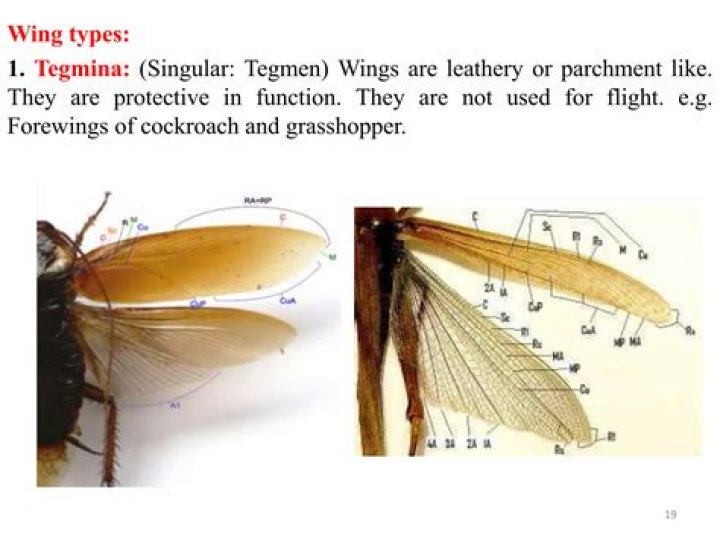 Does all insect have wings?