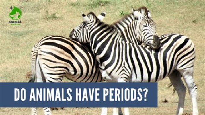 Does animals have periods?