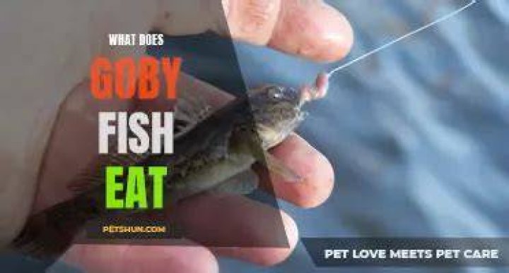 Does anything eat goby?