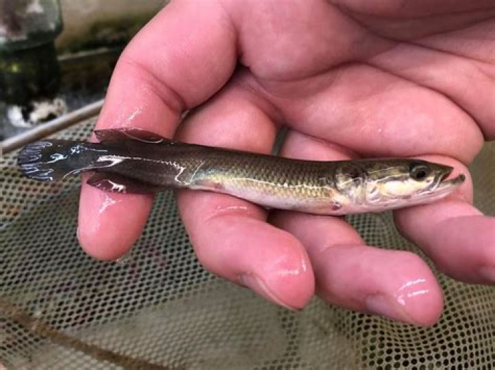 Does arapaima taste good?