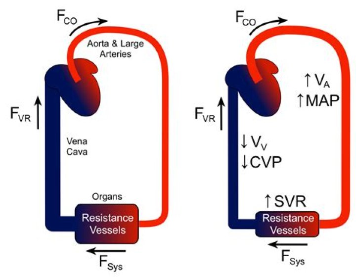 Does arteriolar resistance affect blood pressure?