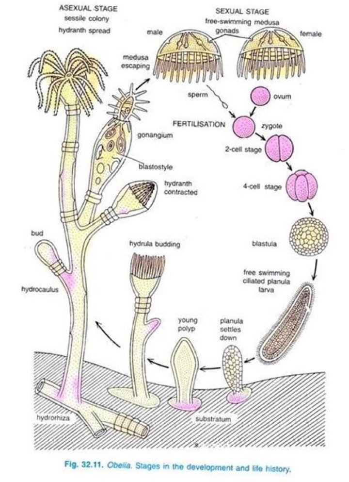 Does aurelia show metagenesis?