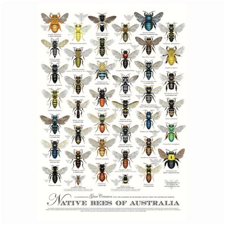 Does australia have stingless bees?