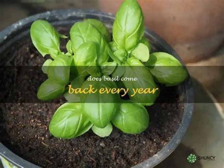 Does basil come back every year?