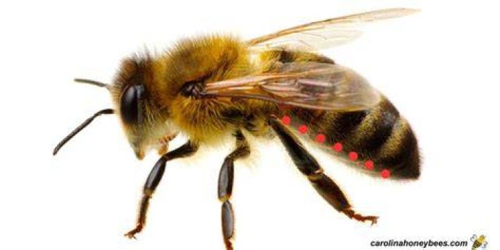 Does bees have spiracles?