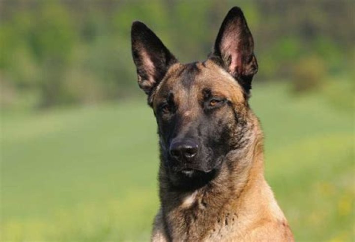 Does belgian malinois shed a lot?