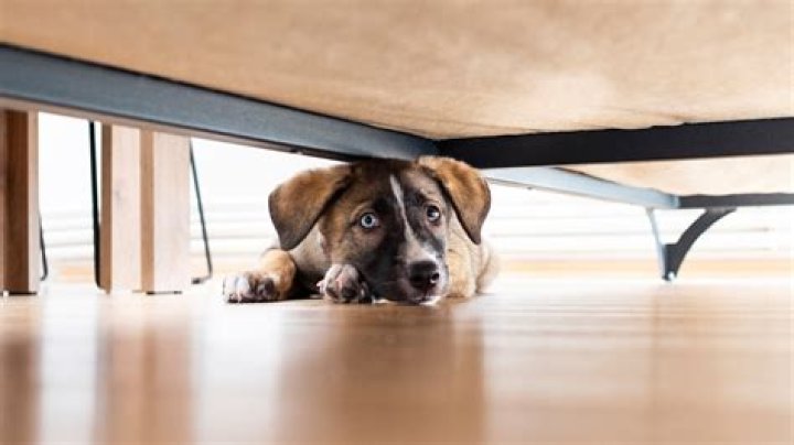 Does blackleg affect dogs?