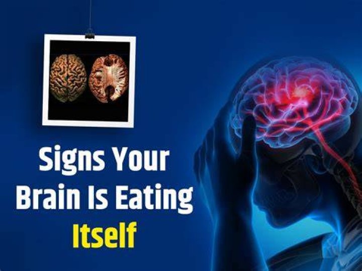 Does brain eat itself?
