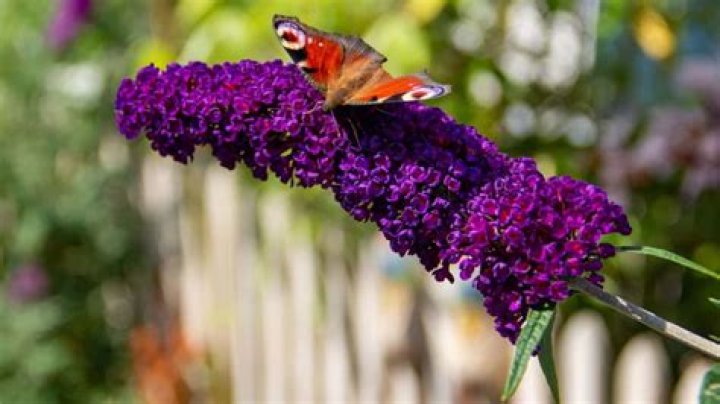 Does buddleia attract butterflies?