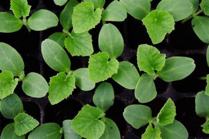 Does buddleia self seed?