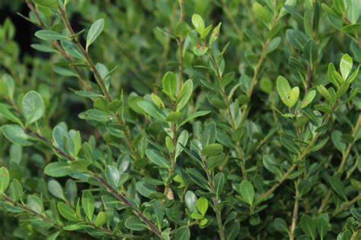 Does buxus microphylla smell?
