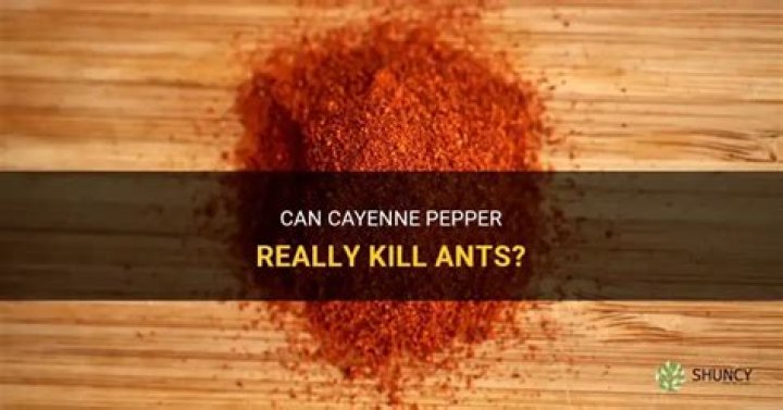 Does cayenne pepper kill ants?