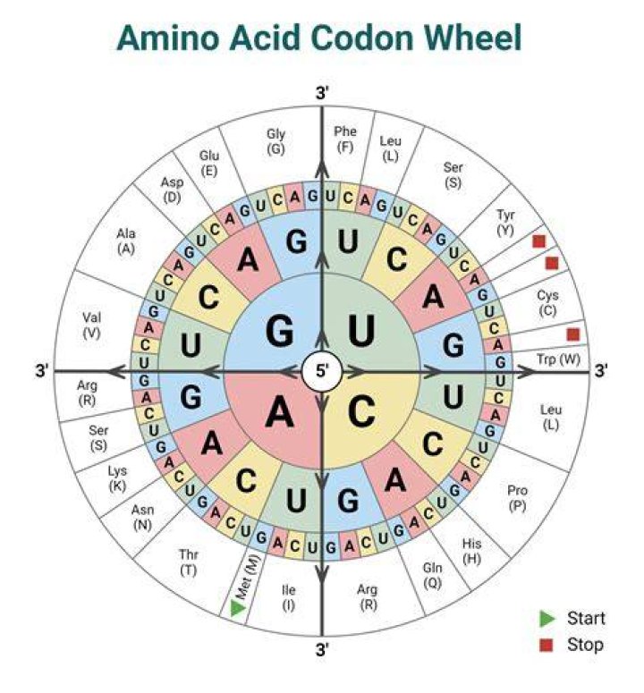 Does codon carry amino acid?