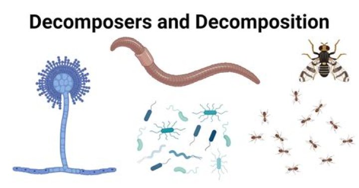 Does decomposers make food?