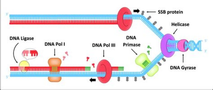 Does dna replication proceed in one direction?