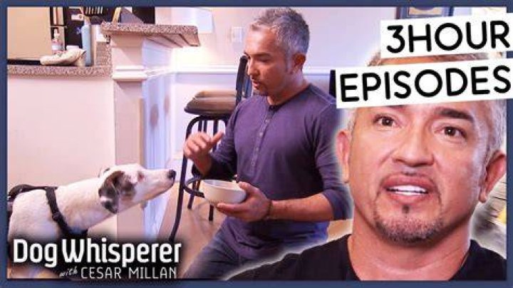 Does dog whisperer still come on?