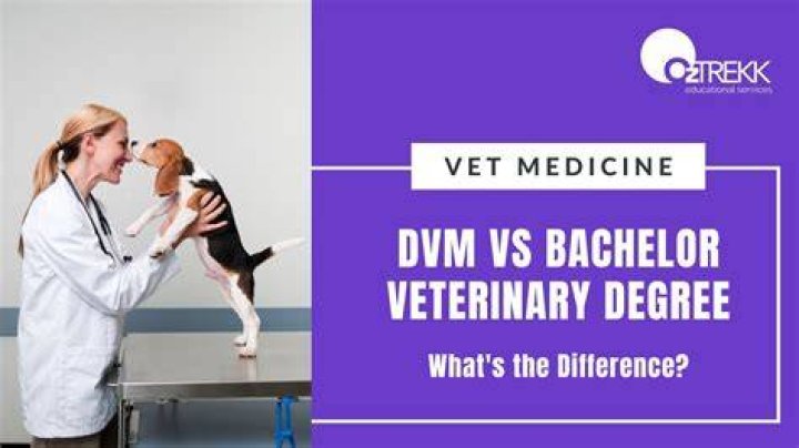 Does dvm stand for vet?