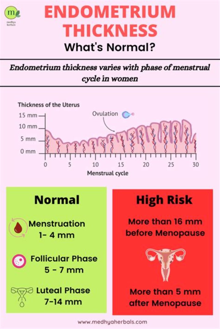 Does endometrium thickness increase after ovulation?