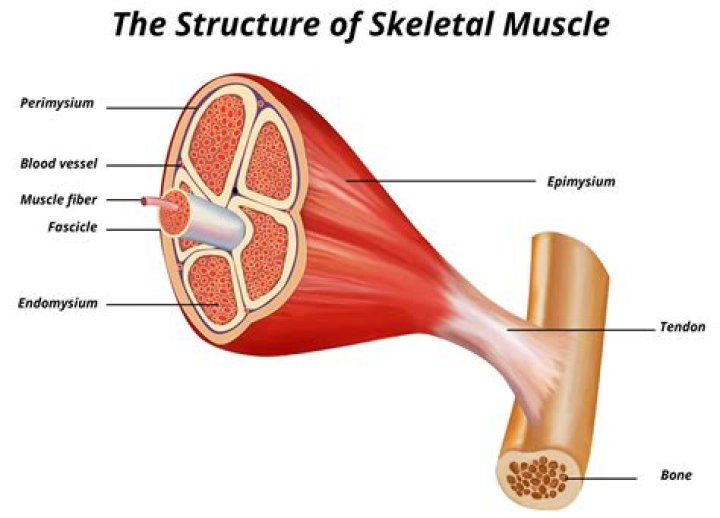 Does endomysium separate individual muscle fibers?