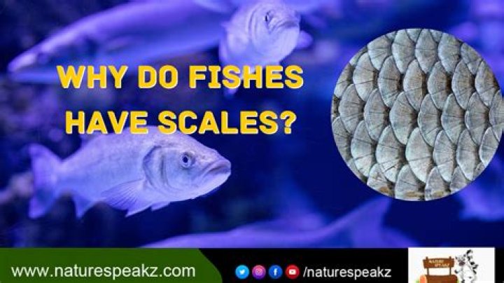 Does escolar have fins and scales?