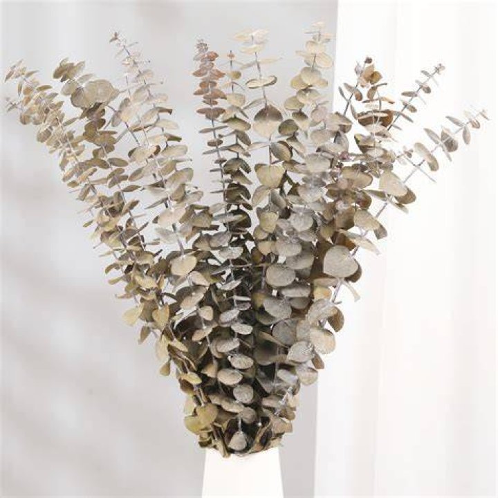 Does eucalyptus dry well?