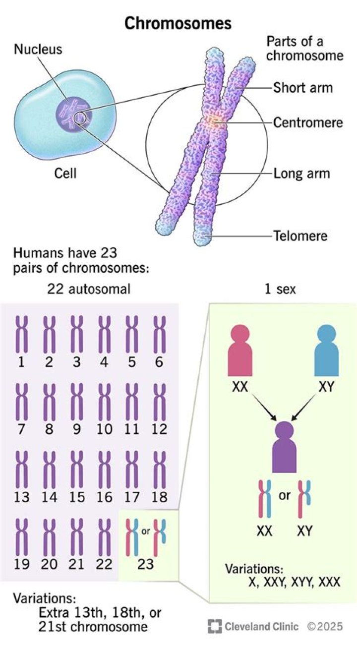 Does every chromosome have a centromere?