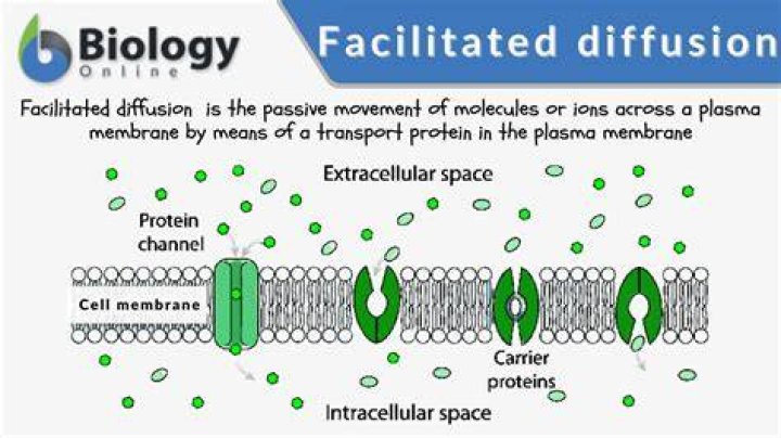 Does facilitated diffusion use protein channels?