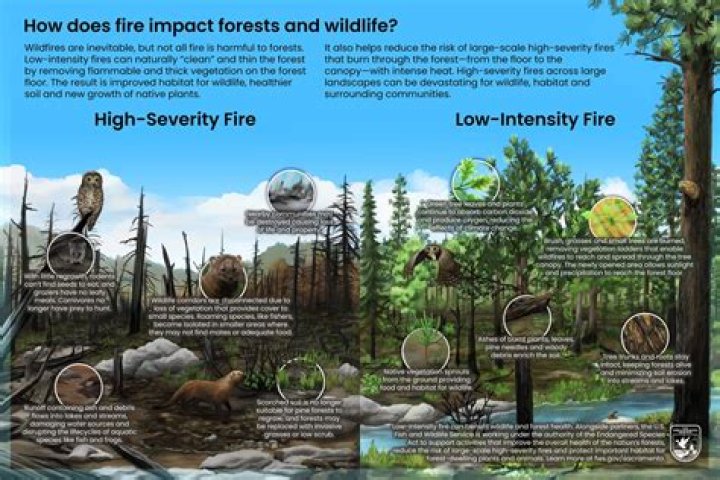 Does fire scare animals?